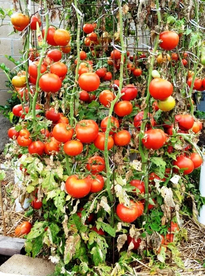 Big Beef tomato plant