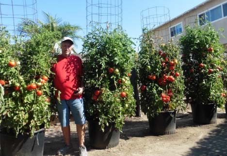 tomato plants in pots