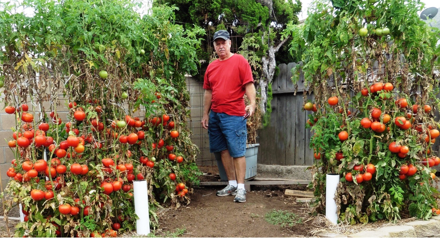 Grow | of Tomatoes on Every Plant