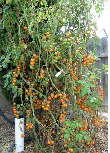 Sungold cherry tomatoes