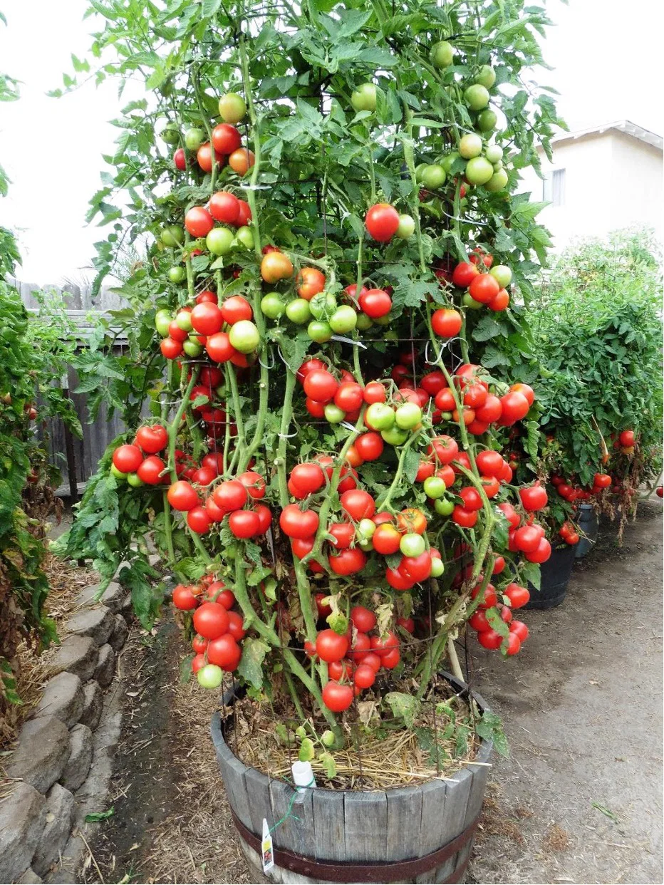 Early Girl tomato in a container with vines zip tied to the outside of the cage