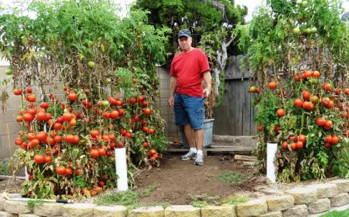 Dave's three tomato plants each producing over 100 pounds