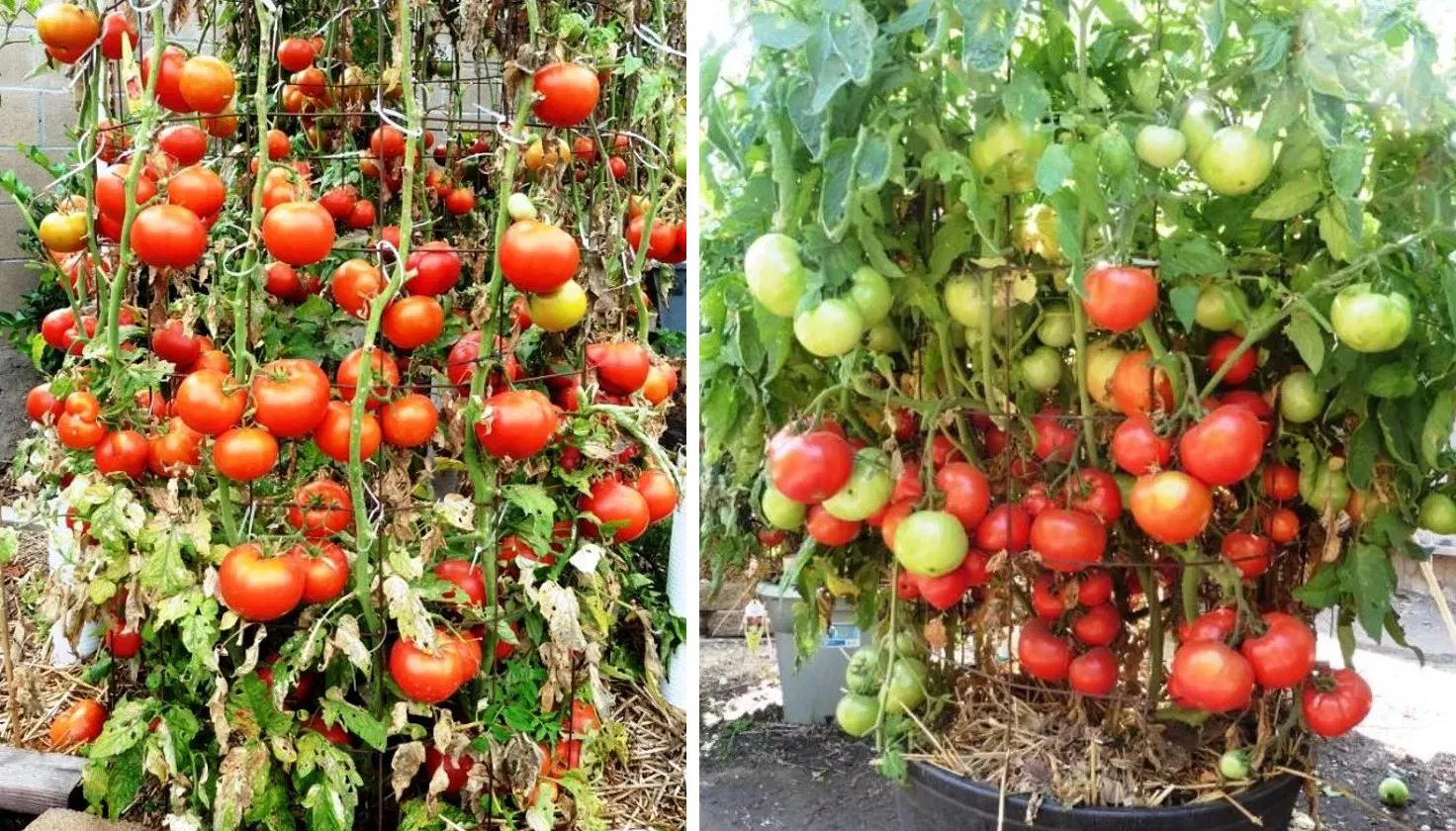 Dave's tomato plants loaded with fruit, producing over 100 pounds per plant